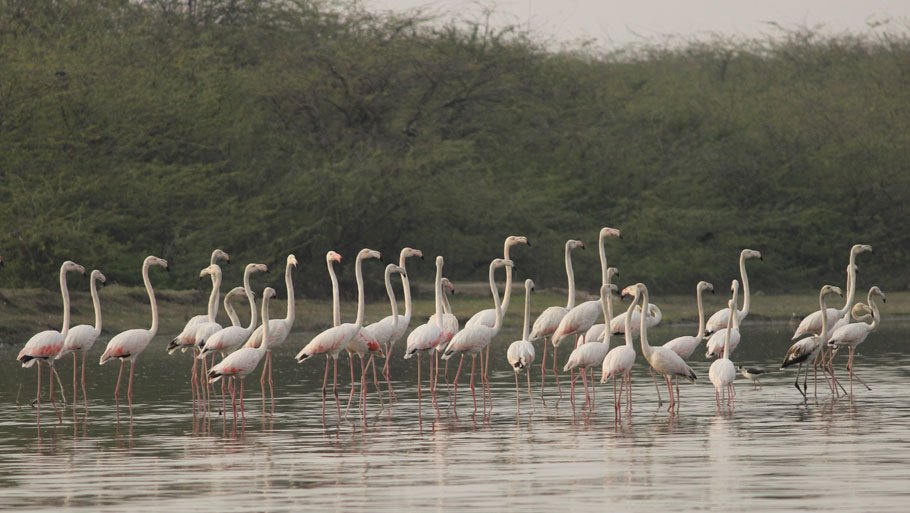 sur-sarovar-bird-sanctuary