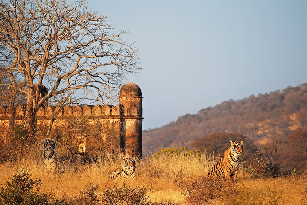 ranthambhore national park photography tour of northern india